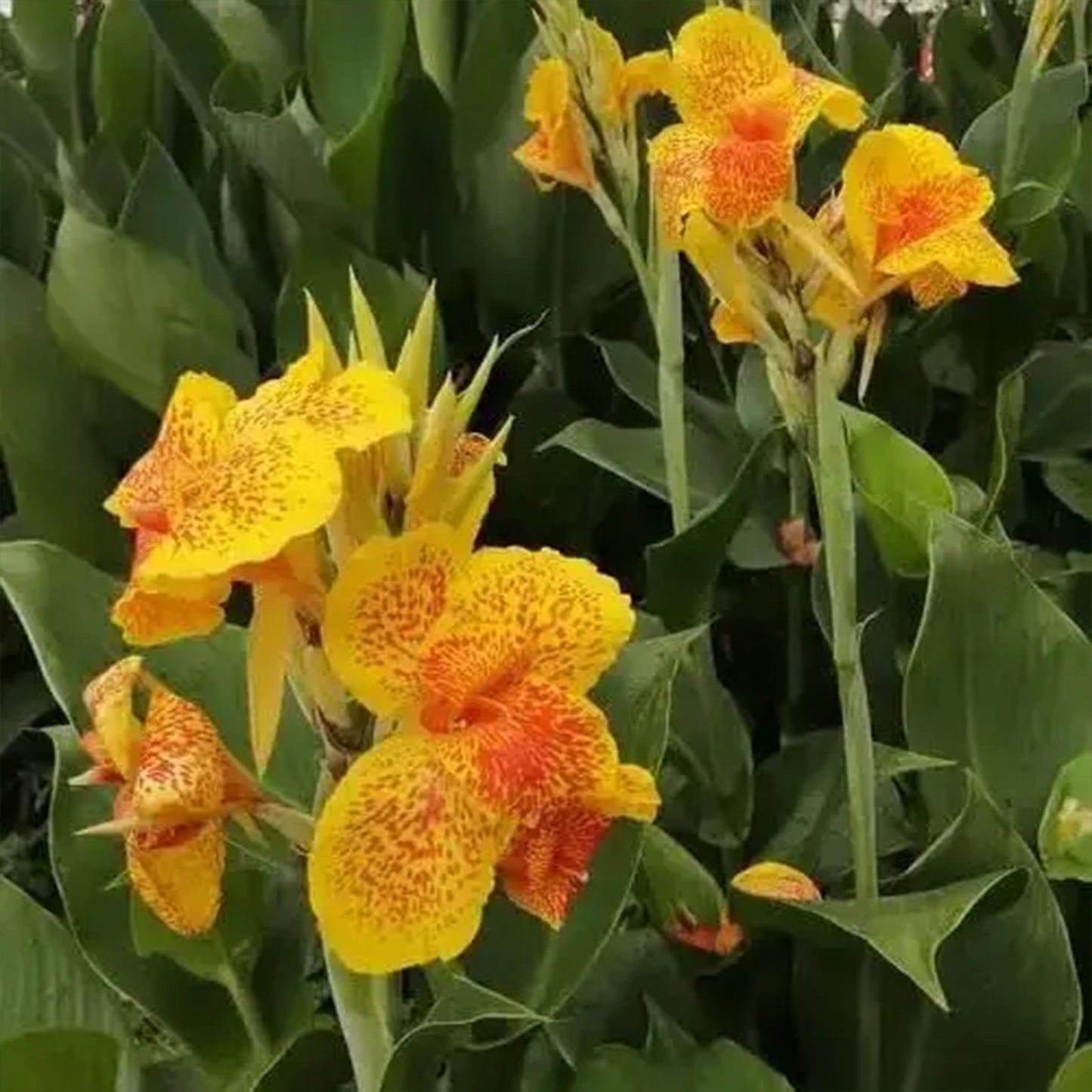 Hardy, brightly colored perennial canna lily flowers(100 Canna Seeds)