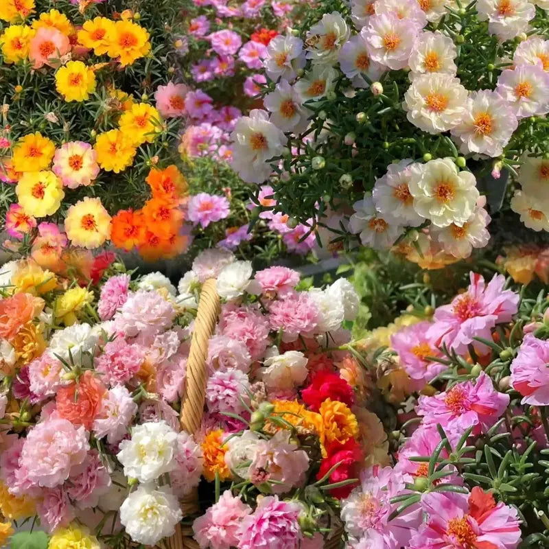 10000 Mixed Double-Flowered Purslane Seeds – Perennial Garden Ornamental Plant