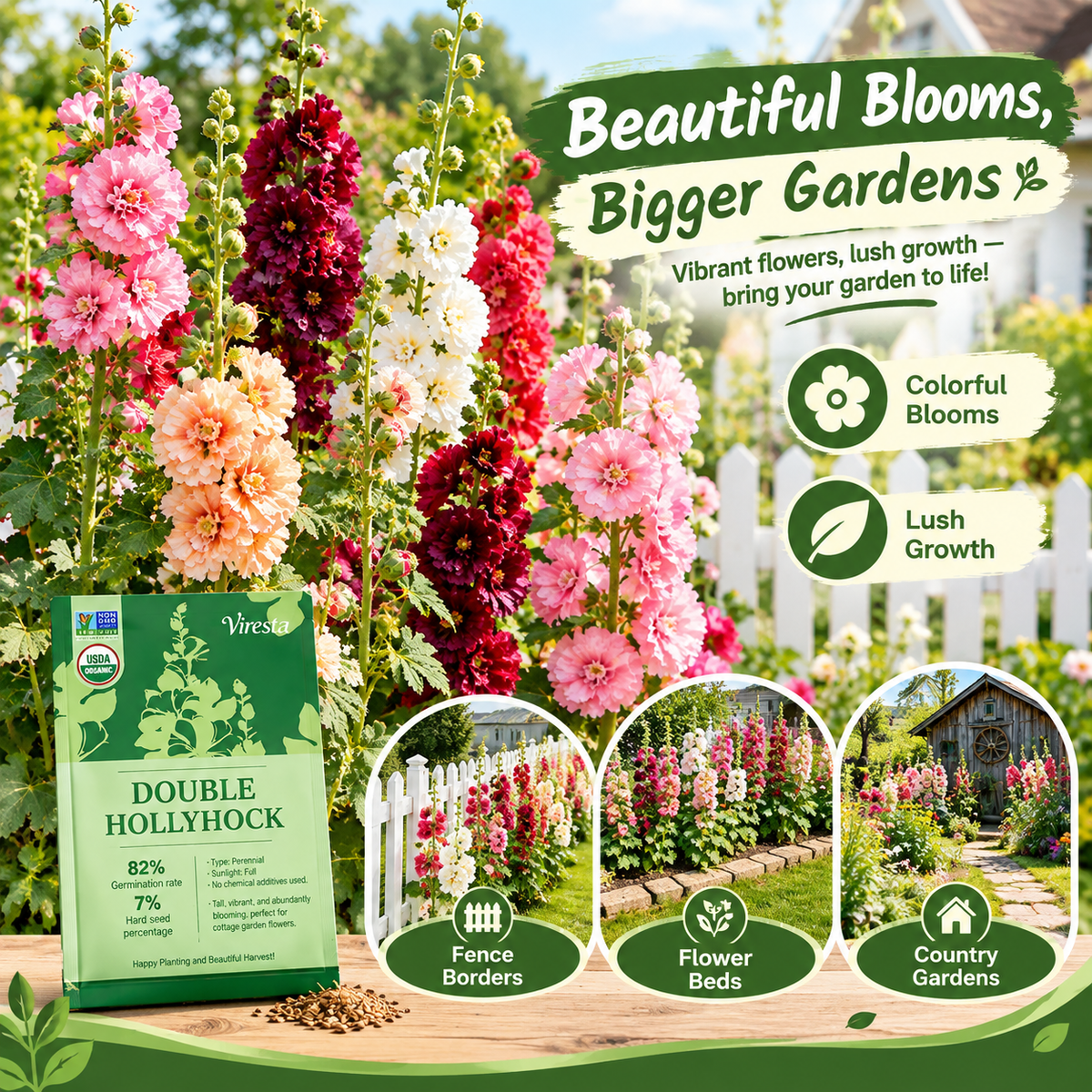Vibrant and Beautiful Hollyhocks—Tall, Colorful Flowers