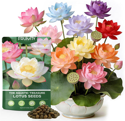 Bonsai Bowl Lotus-50 PCS Mixed Color Bowl Lotus Seeds