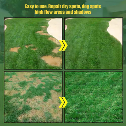 2026 Evergreen Dwarf Grass Seed | For Four Seasons
