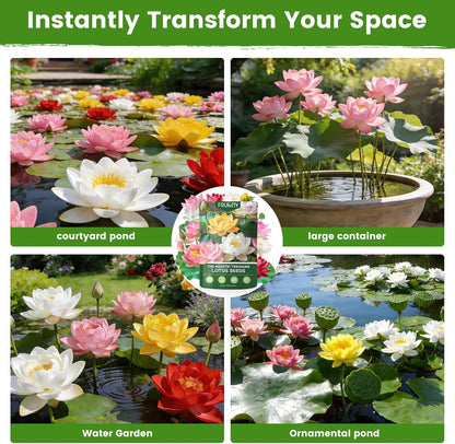 Bonsai Bowl Lotus-50 PCS Mixed Color Bowl Lotus Seeds