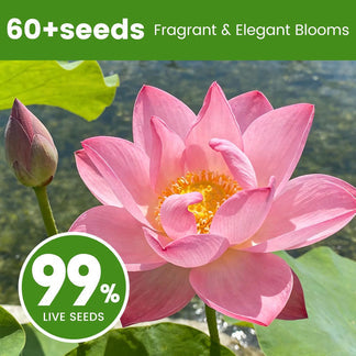 Bonsai Bowl Lotus-50 PCS Mixed Color Bowl Lotus Seeds