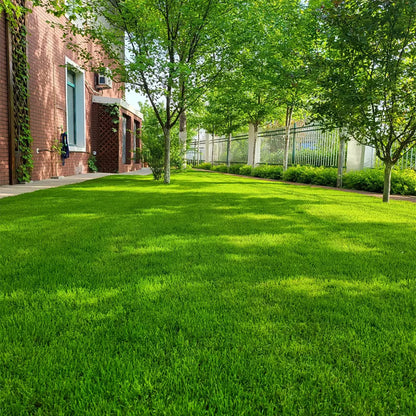 2026 Evergreen Dwarf Grass Seed | For Four Seasons