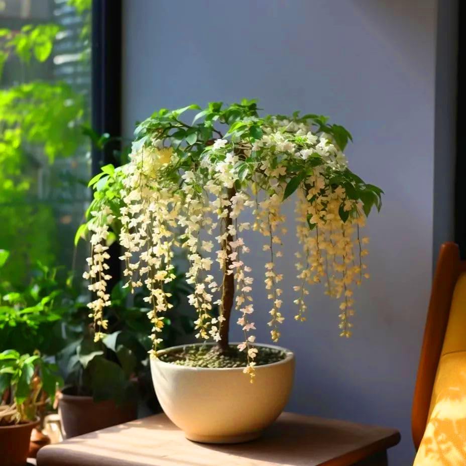 Beautiful Weeping Jasmine Flowers-Weeping Jasmine Seeds
