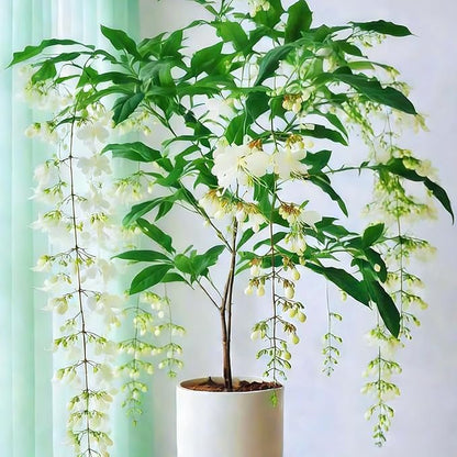 Beautiful Weeping Jasmine Flowers-Weeping Jasmine Seeds