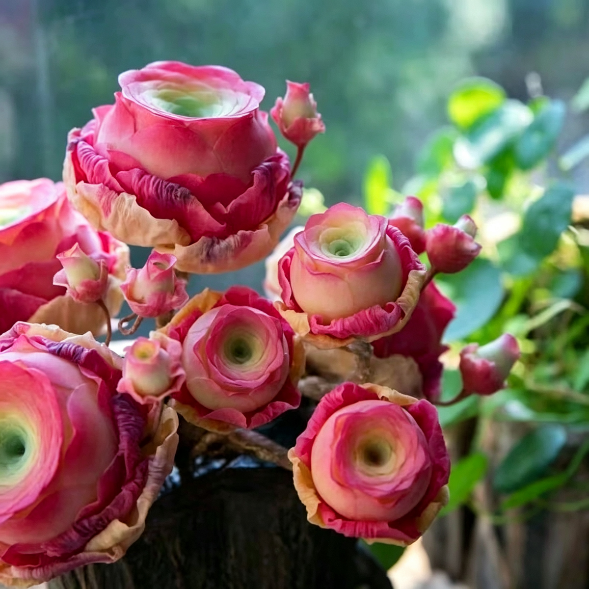 500 Seed-Mixed Colors Mountain Roses Seeds|Potted Flowers, Rar