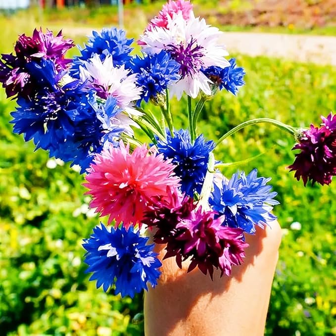Beautiful Colorful Chrysanthemums-Double-Flowered Cornflower Mixed Seeds