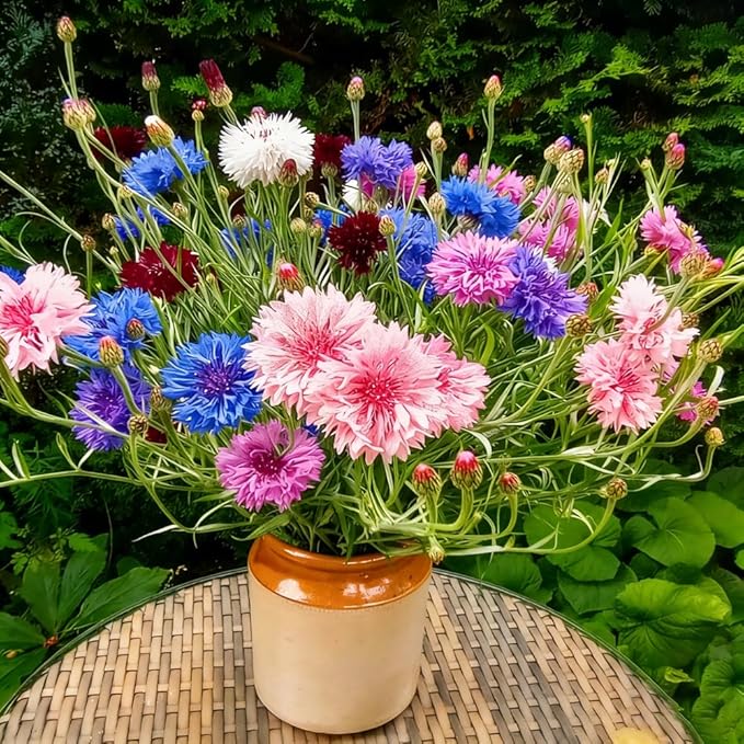 Beautiful Colorful Chrysanthemums-Double-Flowered Cornflower Mixed Seeds