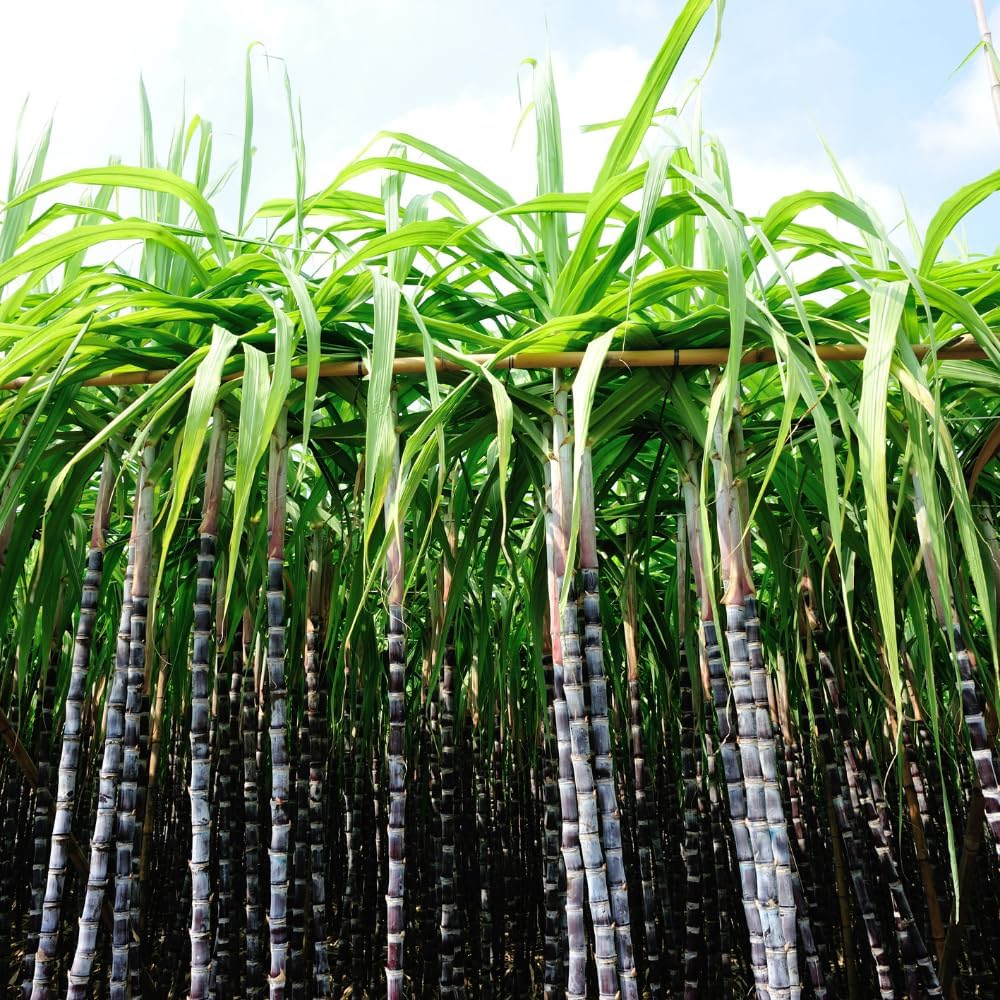 500Pcs Purple Sugar Cane Plants Seeds Ready for Spring Planting
