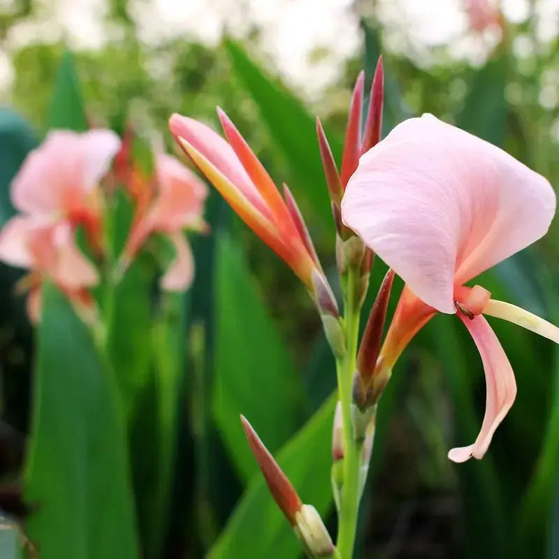 Hardy, brightly colored perennial canna lily flowers（100 Canna Seeds）