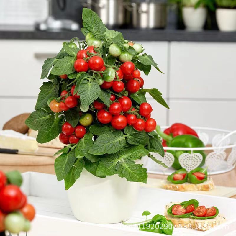 Dwarf Potted Tomatoes-100 Dwarf Tomato Seeds