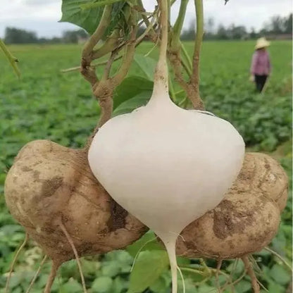 Jicama Seeds for Planting – Crunchy Sweet Root Vegetable（200 Jicama Seeds）