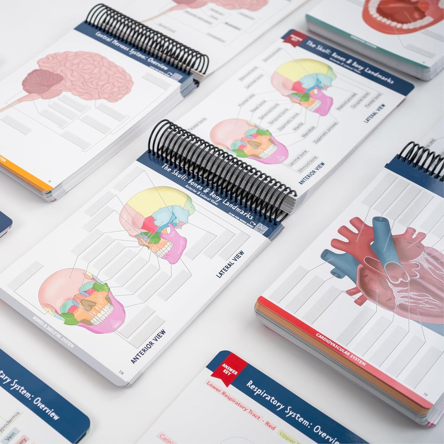 Anatomy & Physiology Student's Label Workbook