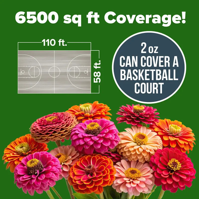 Beautiful Zinnia flowers grown right at home (Zinnia Seeds)
