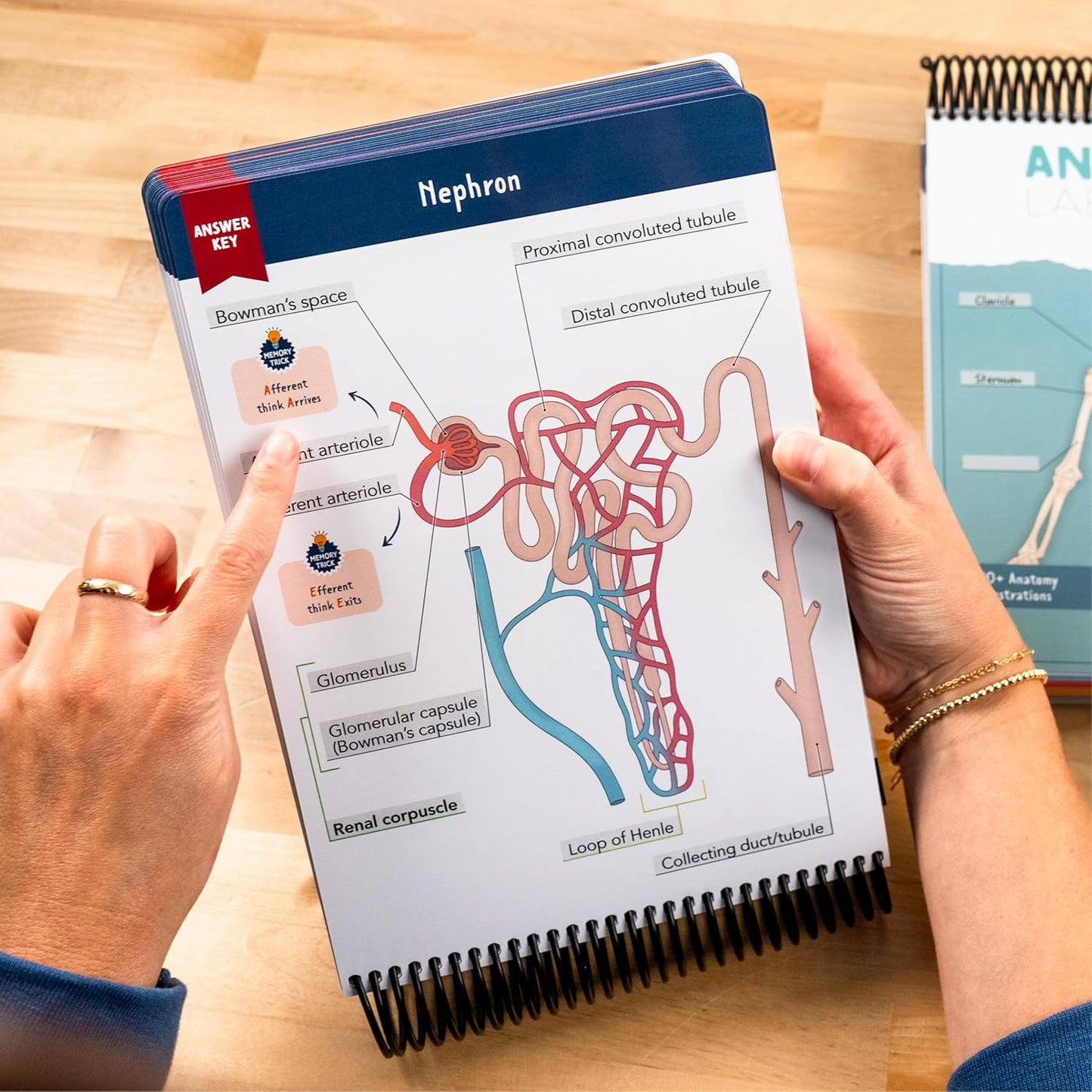 Anatomy & Physiology Student's Label Workbook
