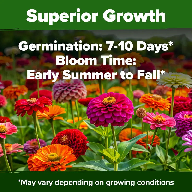 Beautiful Zinnia flowers grown right at home (Zinnia Seeds)
