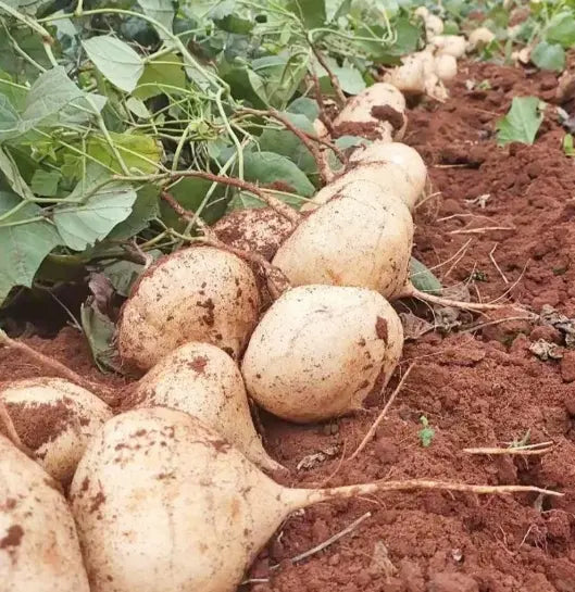 Jicama Seeds for Planting – Crunchy Sweet Root Vegetable（200 Jicama Seeds）