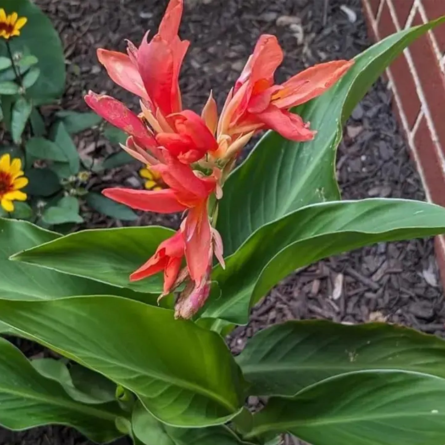 Hardy, brightly colored perennial canna lily flowers（100 Canna Seeds）