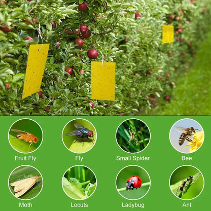 20-Pack Extra-Strong Self-Adhesive Boards—Chemical-Free Moth Traps