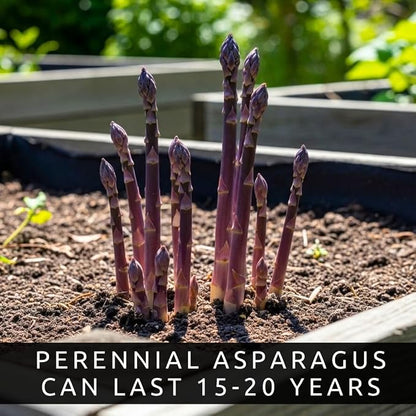 Purple Asparagus Seeds