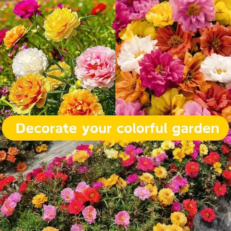 10000 Mixed Double-Flowered Purslane Seeds – Perennial Garden Ornamental Plant