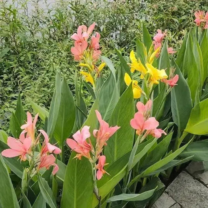 Hardy, brightly colored perennial canna lily flowers（100 Canna Seeds）