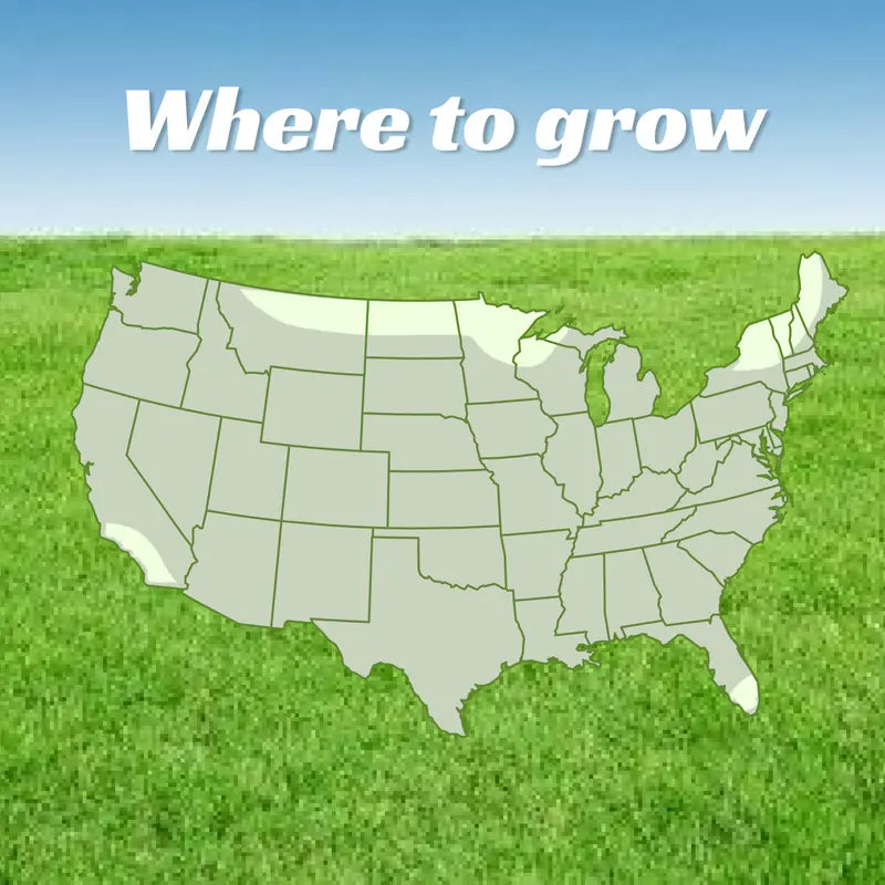 Sun-loving and shade-tolerant – High-quality, cold-hardy turfgrass（A Packet of Lawn Seed）