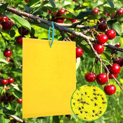 20-Pack Extra-Strong Self-Adhesive Boards—Chemical-Free Moth Traps