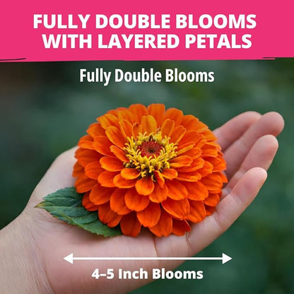 Beautiful Zinnia flowers grown right at home (Zinnia Seeds)