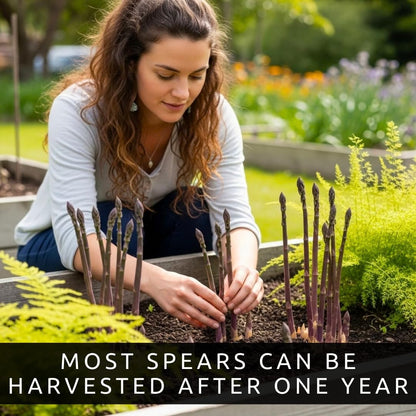 Purple Asparagus Seeds