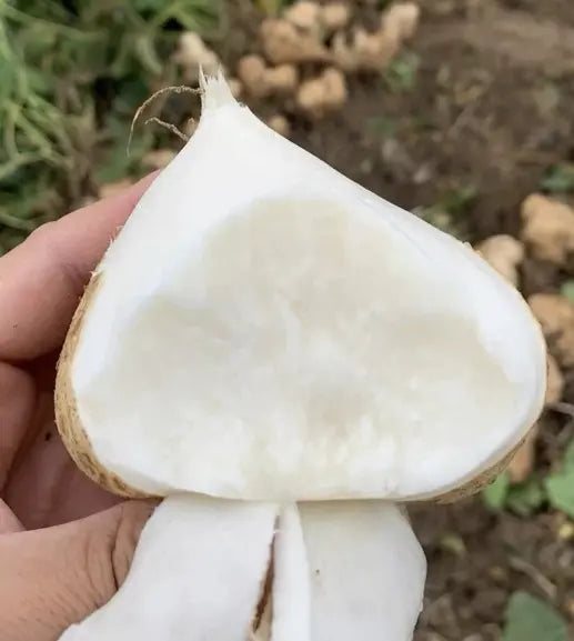 Jicama Seeds for Planting – Crunchy Sweet Root Vegetable（200 Jicama Seeds）