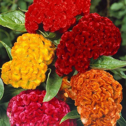 Cockscomb Seeds— Exotic Charm — Also known as the "Velvet Flower" 100 Seeds for Planting