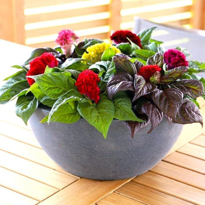 Cockscomb Seeds— Exotic Charm — Also known as the "Velvet Flower" 100 Seeds for Planting