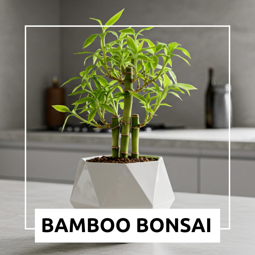 500 Lucky Podocarpus Seeds:Air-Purifying, Wealth-Attracting, and Fortune-Enhancing Bamboo