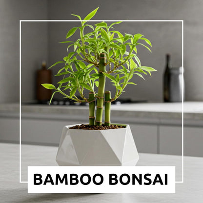 500 Lucky Podocarpus Seeds:Air-Purifying, Wealth-Attracting, and Fortune-Enhancing Bamboo
