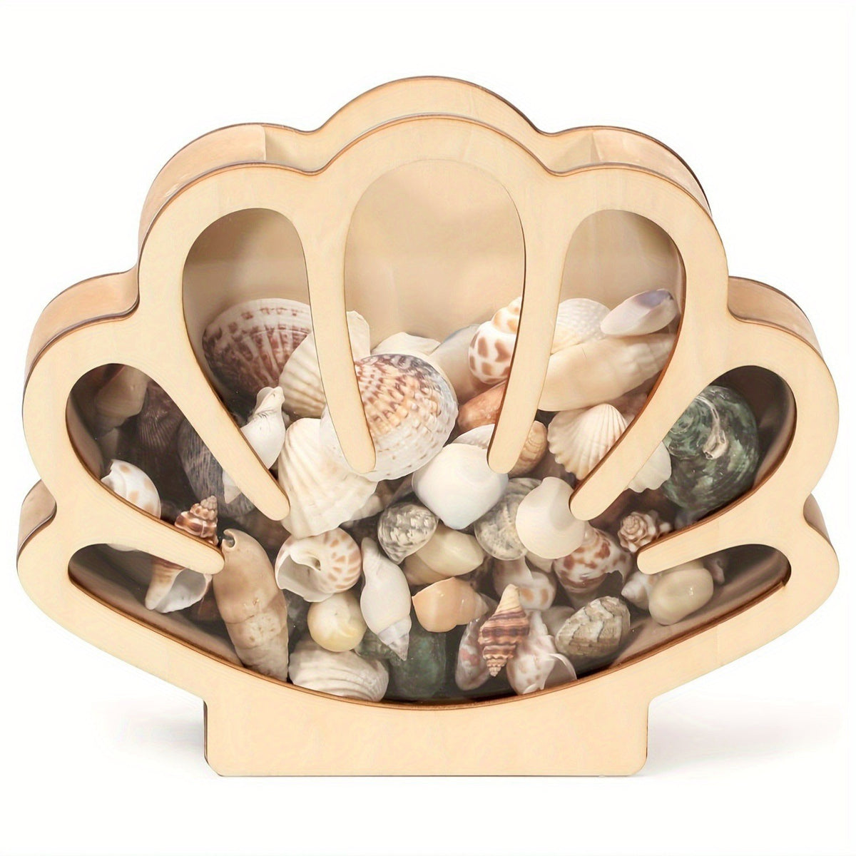 Wooden Seashell Display Case with Clear Window