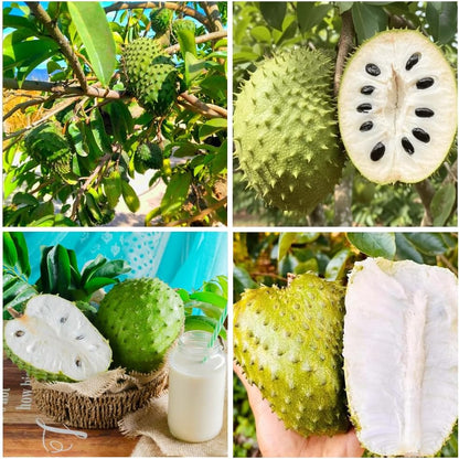 Organic Soursop Seeds – 30pcs Non-GMO Heirloom Tropical Fruit seeds