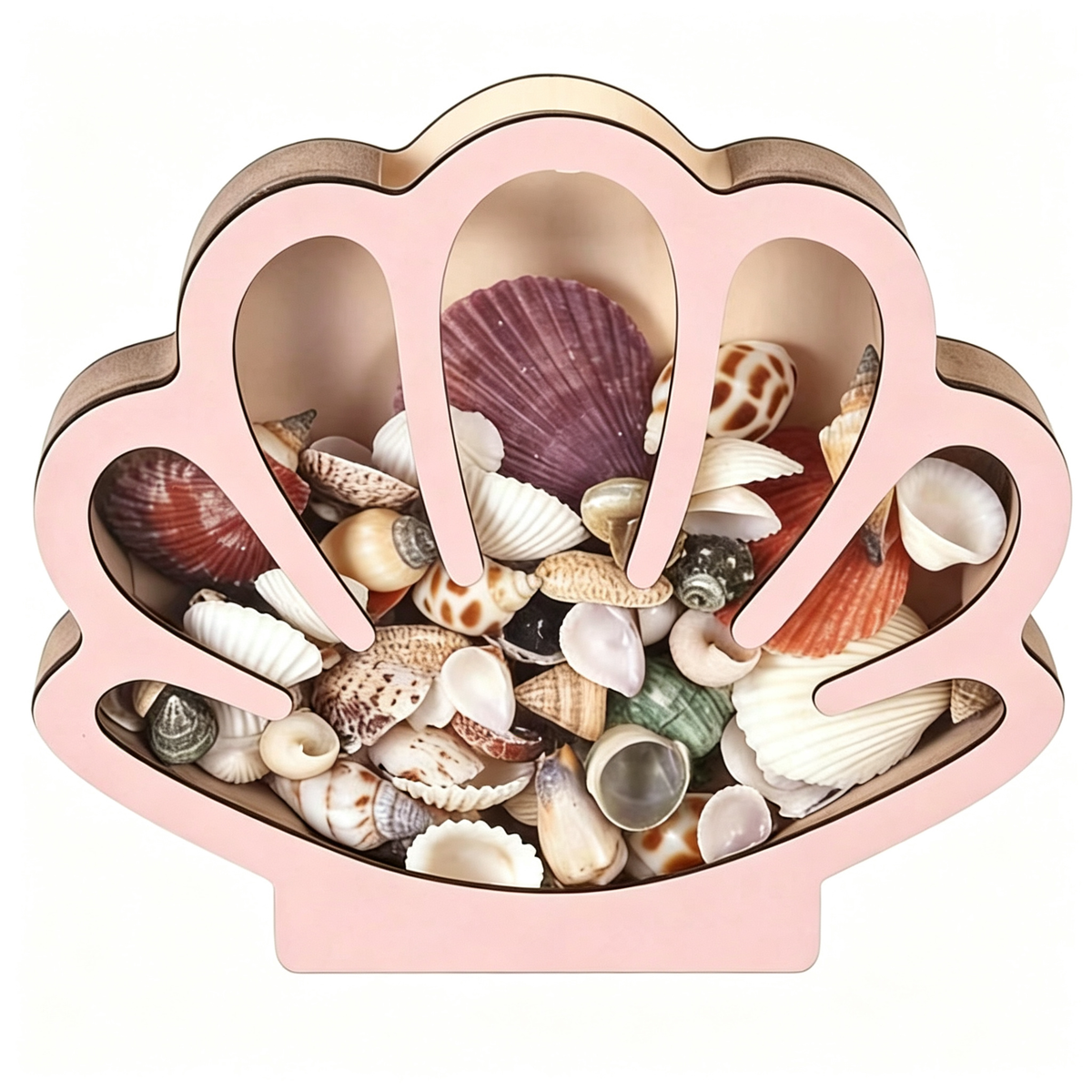 Wooden Seashell Display Case with Clear Window