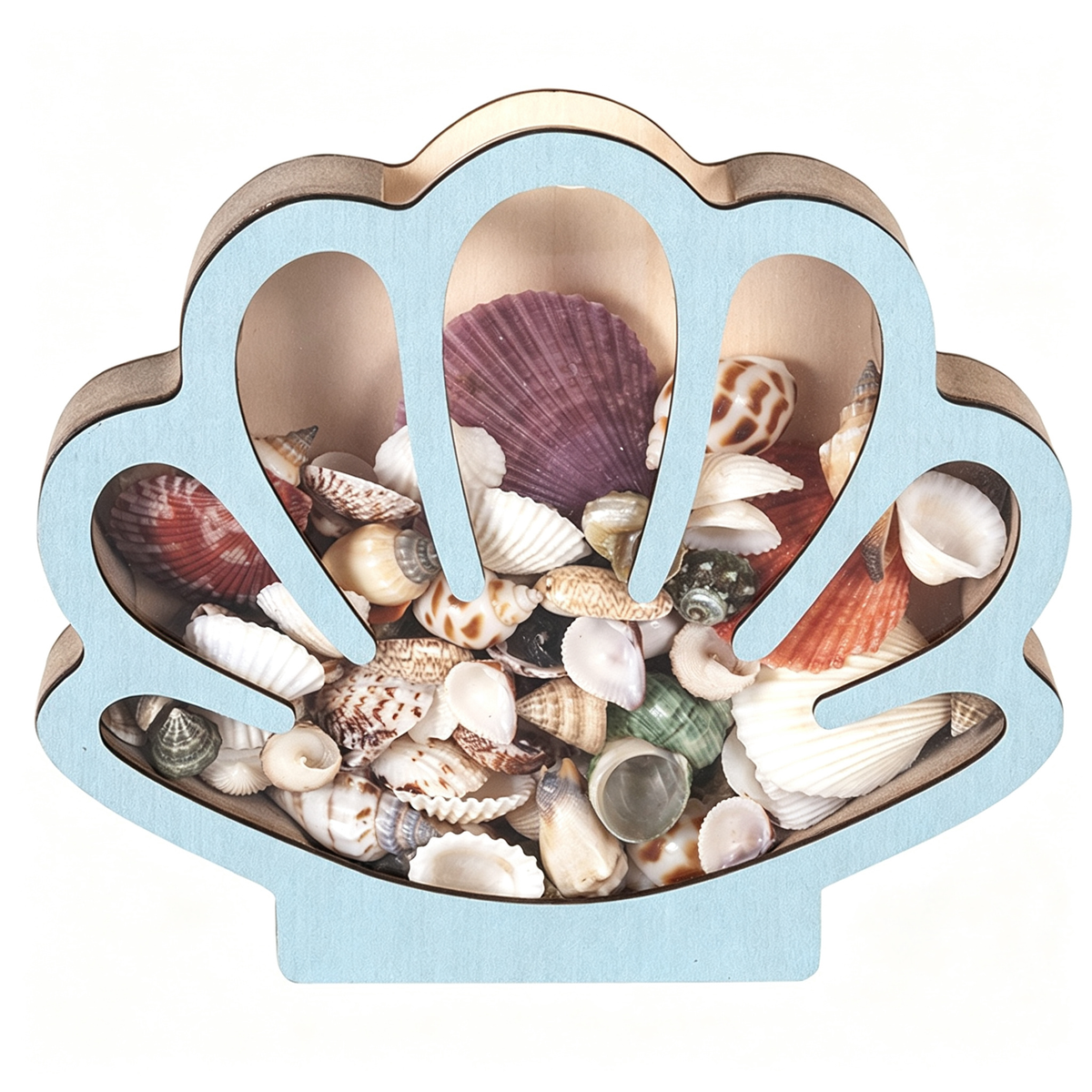 Wooden Seashell Display Case with Clear Window