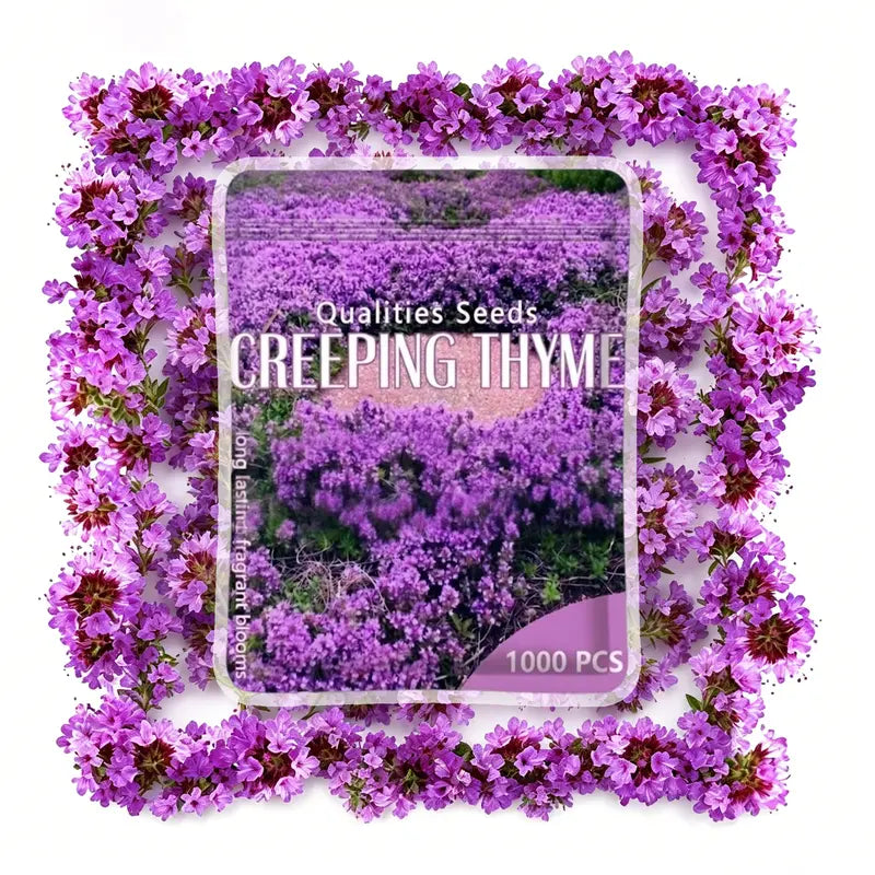 1,000 Creeping Thyme Seeds, Perennial Ground Cover