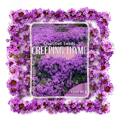1,000 Creeping Thyme Seeds, Perennial Ground Cover