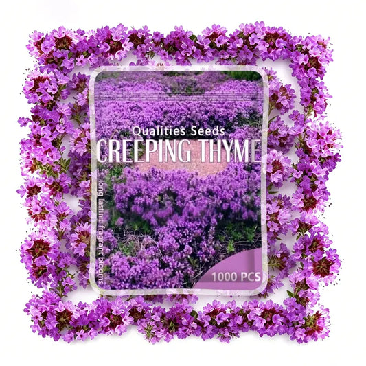 1,000 Creeping Thyme Seeds, Perennial Ground Cover