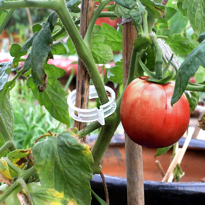 100 Pcs Plastic Trellis Plant Support Clips for Support, Grape and Tomato Vine, Vegetables Plants