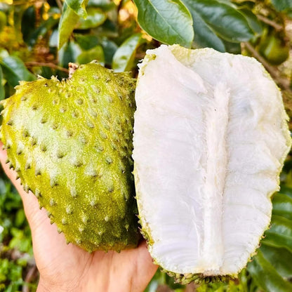 Organic Soursop Seeds – 30pcs Non-GMO Heirloom Tropical Fruit seeds
