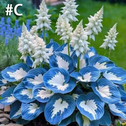 Mixed Color Hosta-Mixed-Color Hosta Seeds