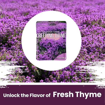 1,000 Creeping Thyme Seeds, Perennial Ground Cover