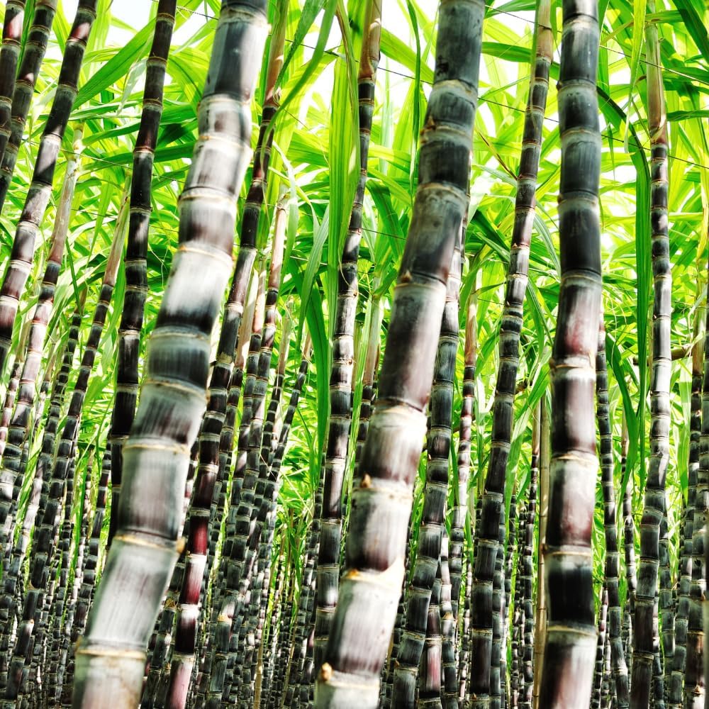 500Pcs Purple Sugar Cane Plants Seeds Ready for Spring Planting