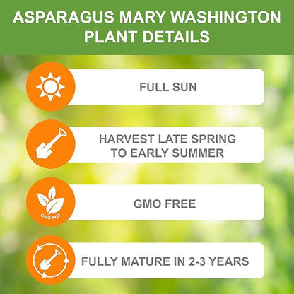 Mary Washington asparagus, a perennial heirloom vegetable(100 Asparagus Seeds)