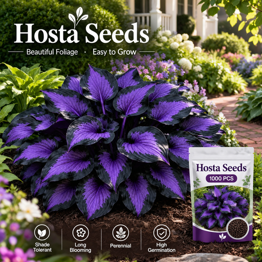 1000 Seeds Rare Mixed Hosta Seeds for Indoor & Outdoor Planting